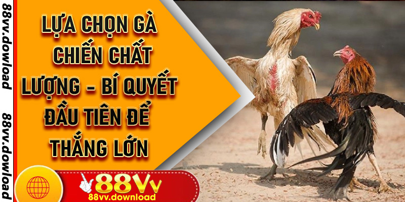 Lựa Chọn Gà Chiến Chất Lượng - Bí Quyết Đầu Tiên Để Thắng Lớn