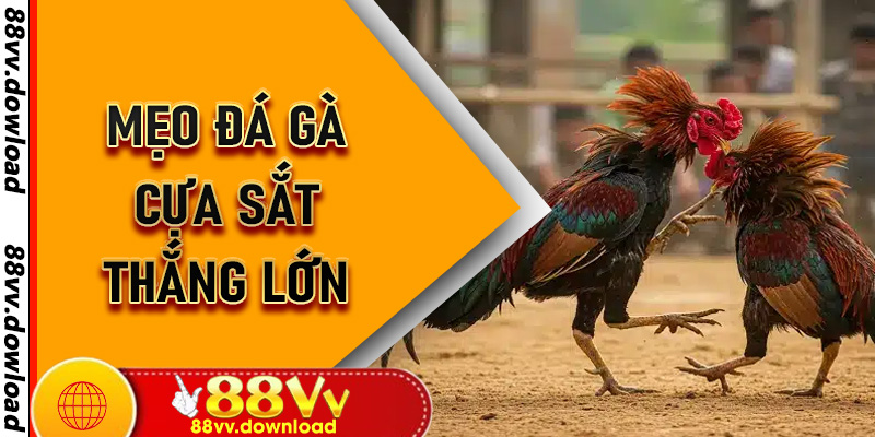 Mẹo Đá Gà Cựa Sắt Thắng Lớn - Bí Quyết Dành Cho Người Mới Gia Nhập 88vv